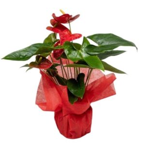 anthurium rojo