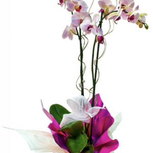orquídea phalaenopsis grande