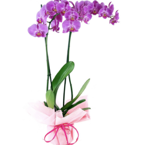 orquídea phalaenopsis en tonos color lila