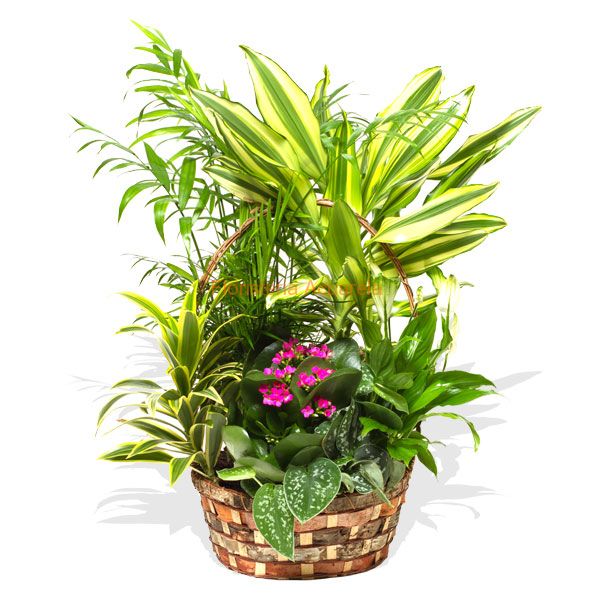 cesta con plantas