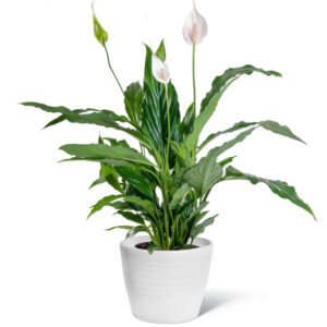 planta espatifilo, spathiphyllum tamaño grande con flores blancas