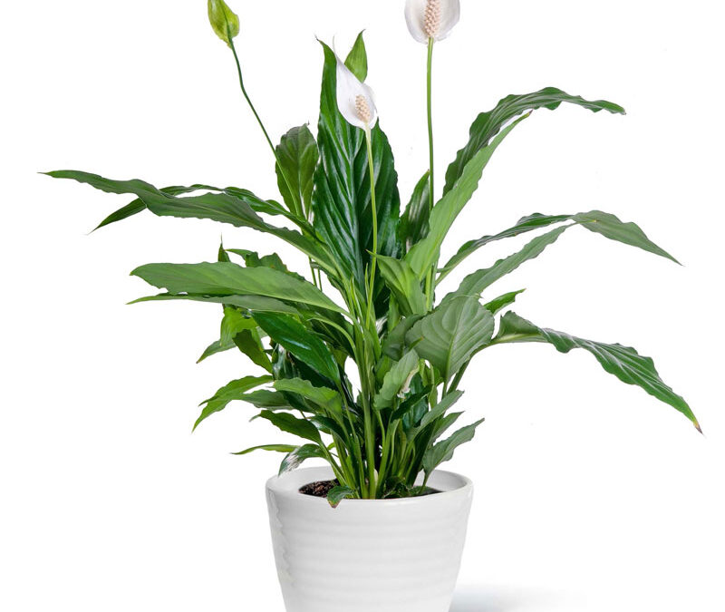 planta espatifilo, spathiphyllum tamaño grande con flores blancas