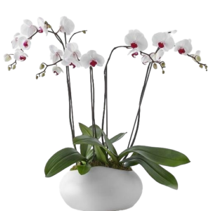 Dos orquídeas en base de cerámica