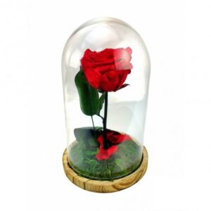 rosa eterna roja en cúpula de cristal