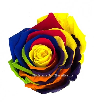 rosa preservada color arcoiris-multicolor