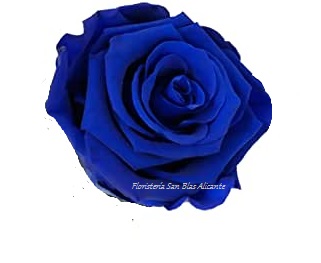 rosa preservada color azul