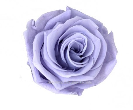 rosa preservada color lila claro