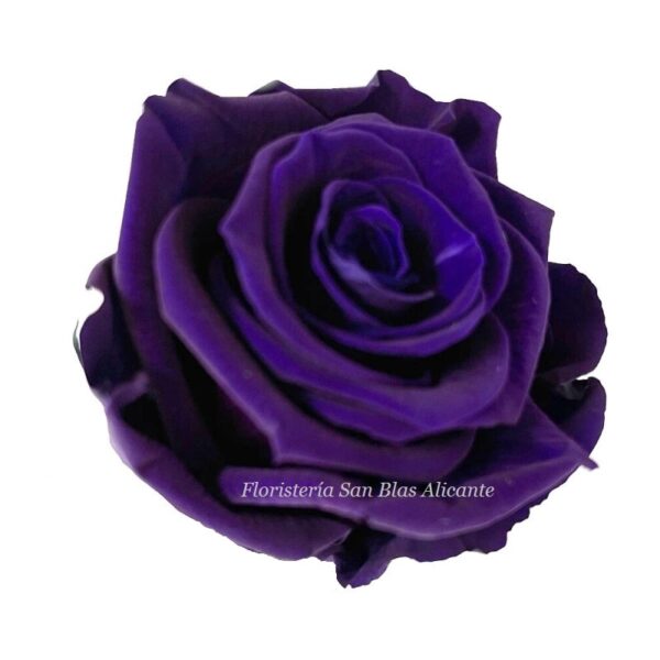 rosa preservada color lila oscuro