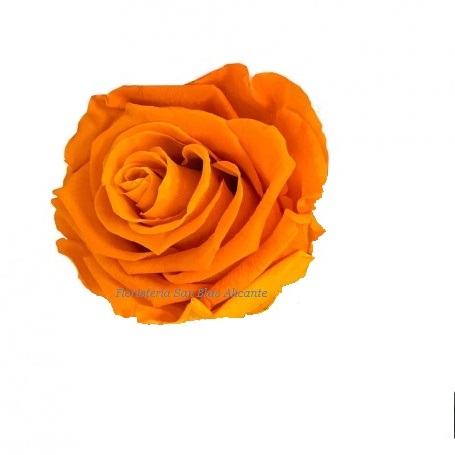 rosa preservada color naranja