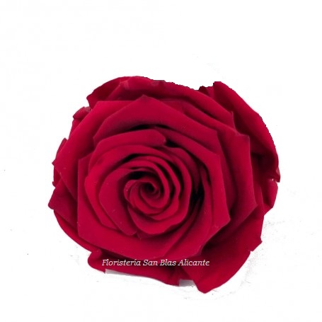 rosa preservada color rojo