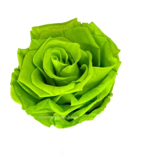 rosa preservada color verde-pistacho