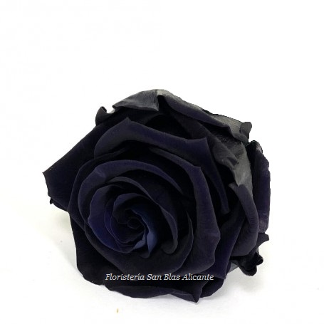 rosa preservada color negro