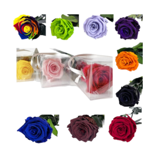 rosas preservadas grandes de varios colores