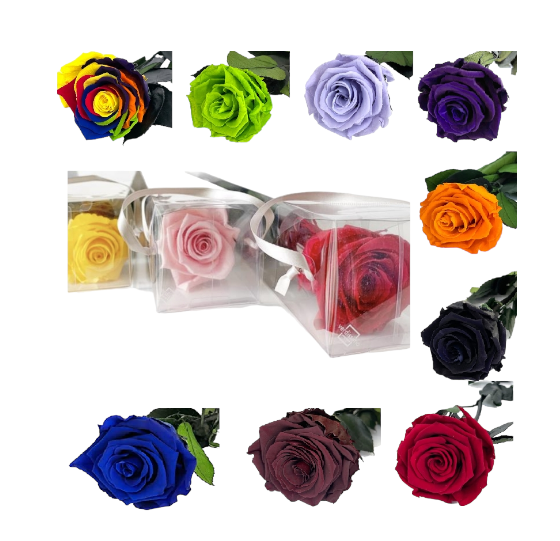 rosas preservadas grandes de varios colores