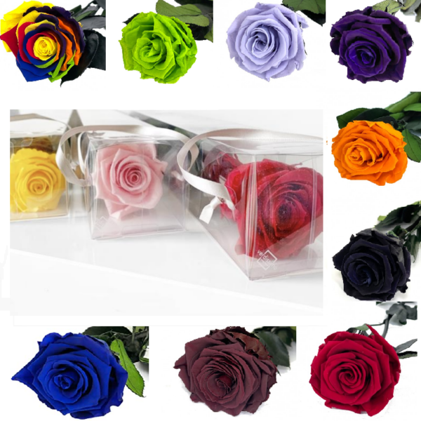 imagen producto de rosas preservadas colores a elegir