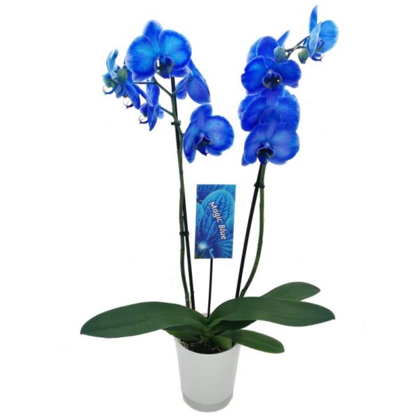 orquídea azul phalaenopsis
