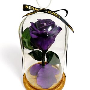 cúpula con rosa eterna color lila oscuro