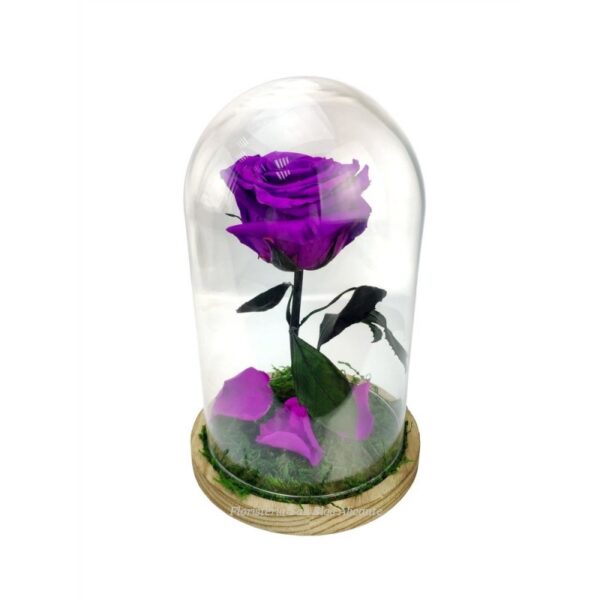 rosa eterna preservada de color lila en cúpula de cristal