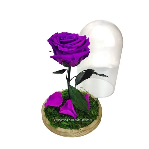 rosa preservada lila en cúpula de cristal
