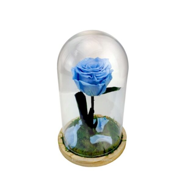 rosa eterna azul claro en cúpula de cristal