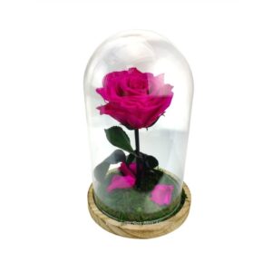 rosa eterna fucsia en cúpula de cristal
