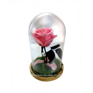 rosa rosada en cúpula de cristal
